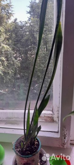 Комнатные растения