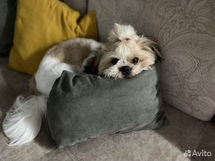 Вязка кобель ши-тцу