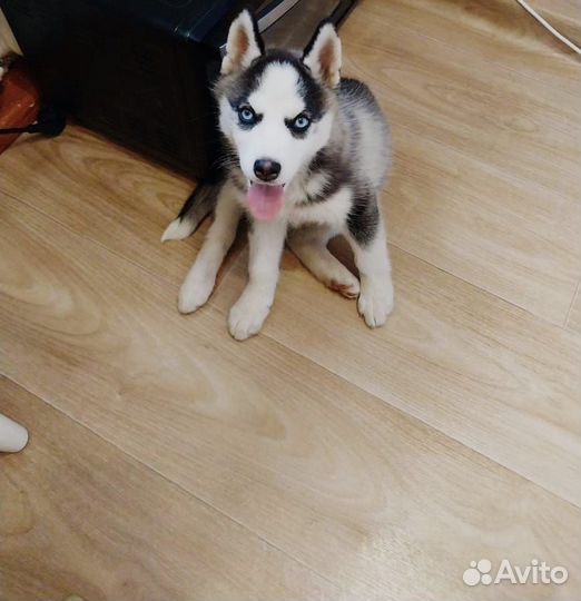 Щенки сибирской хаски