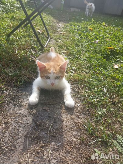 Кошка в дар бесплатно