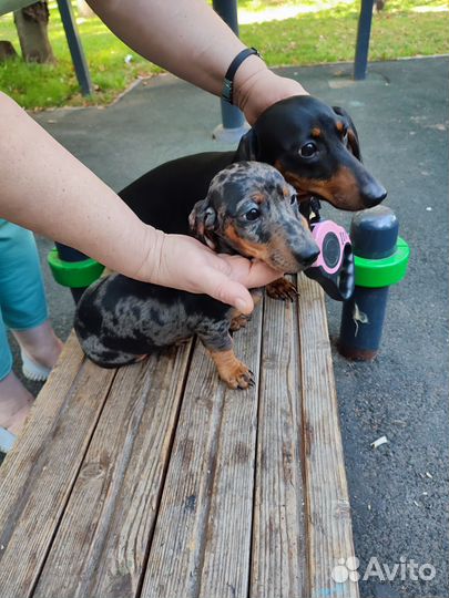 Карликовая такса щенки