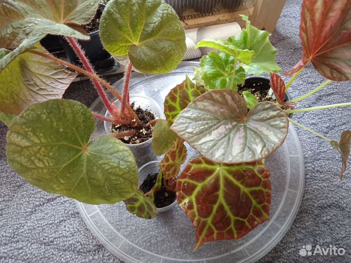 Бегонии набором