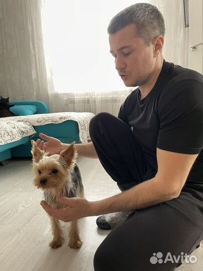 Дрессировка собак кинолог