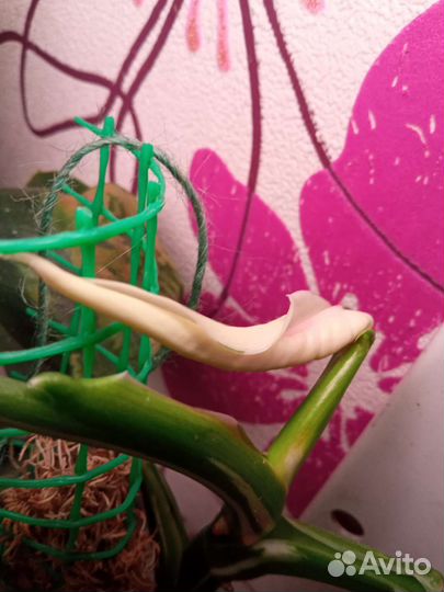 Филодендроны