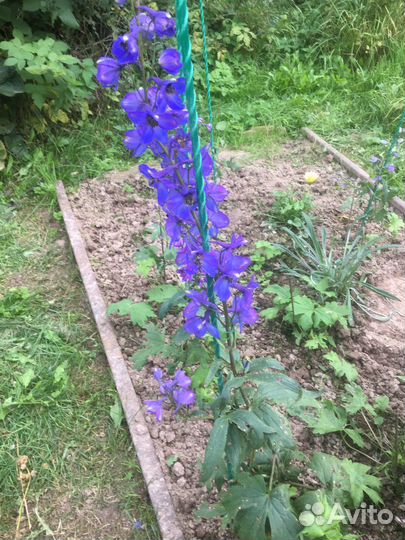 Многолетние садовые цветы