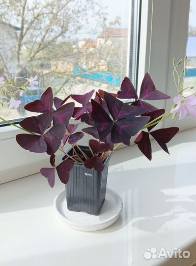 Кислица (оксалис)