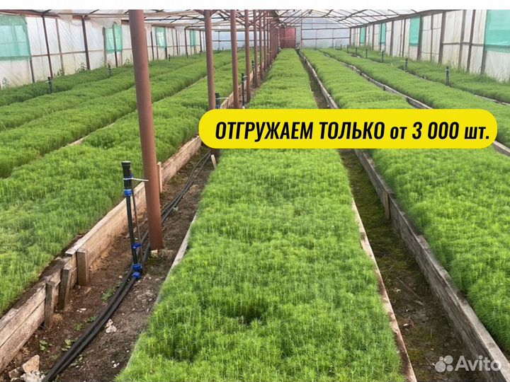 Сеянцы ели окс