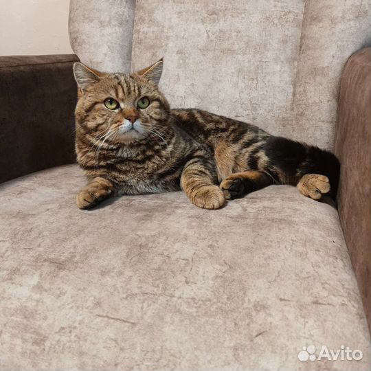 Шотландская