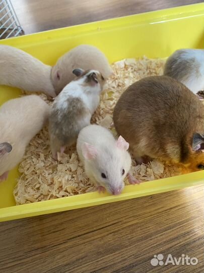 Сирийский хомяк