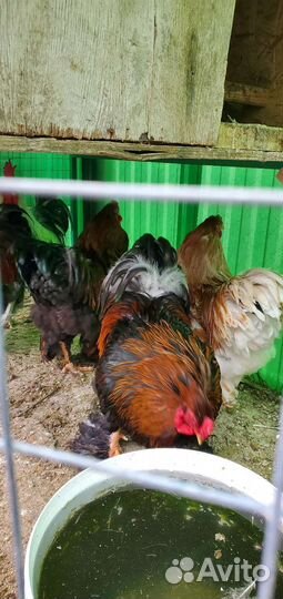 Петушки брама