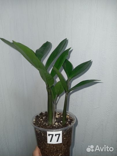 Замиокулькас