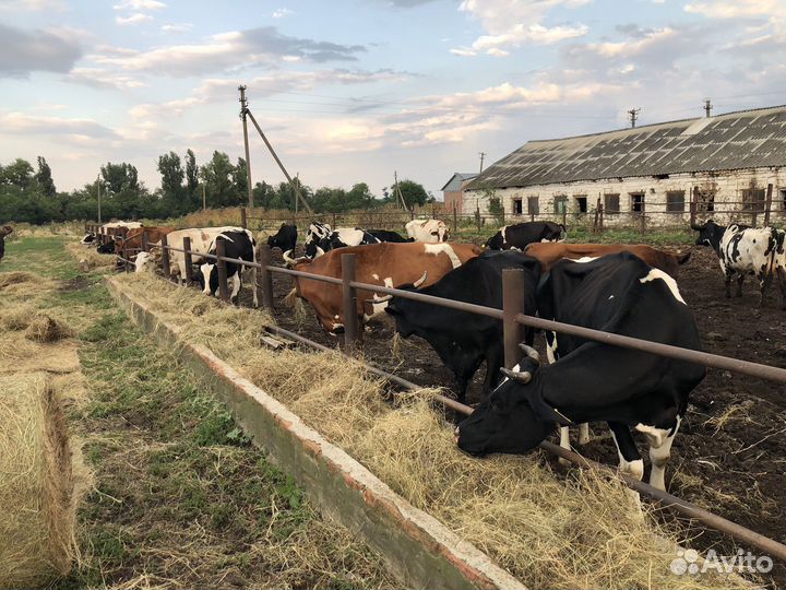 Коровы телочки на мясо