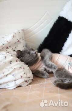 Кошка в добрые руки