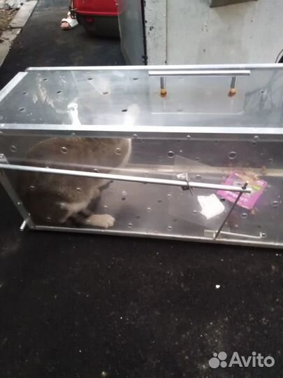 Аренда котоловки