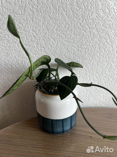 Монстера карстенианум перу