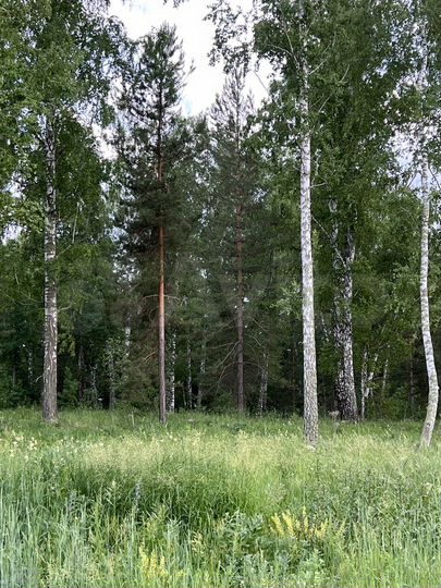 Участок 11,5 сот. (ИЖС)