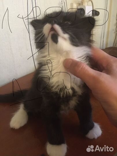 Отдам в добрые руки