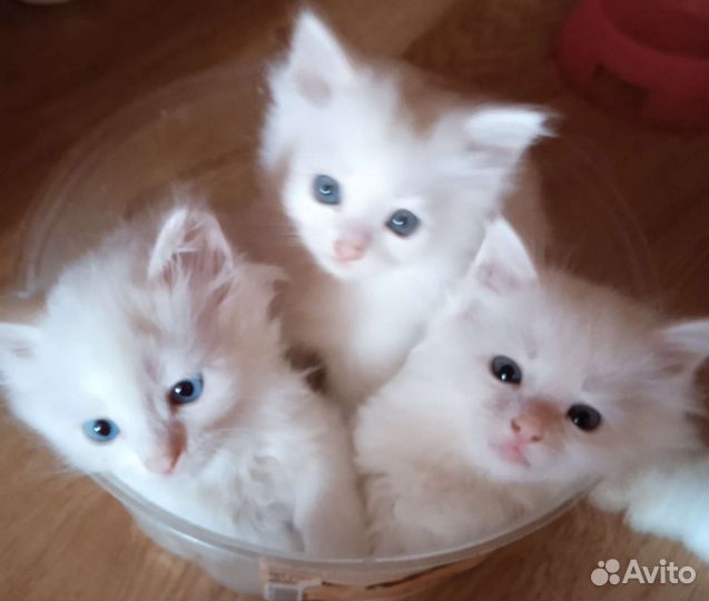 Котики