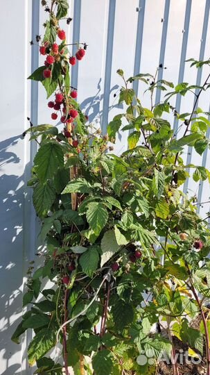 Малина Патриция