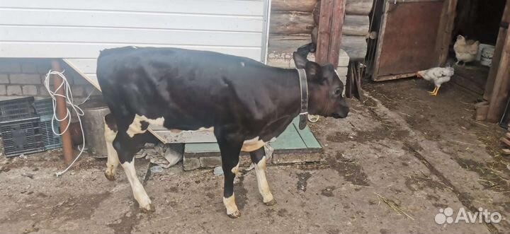 Телочка 10 недель