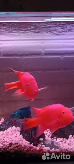 Готовый аквариум с рыбками