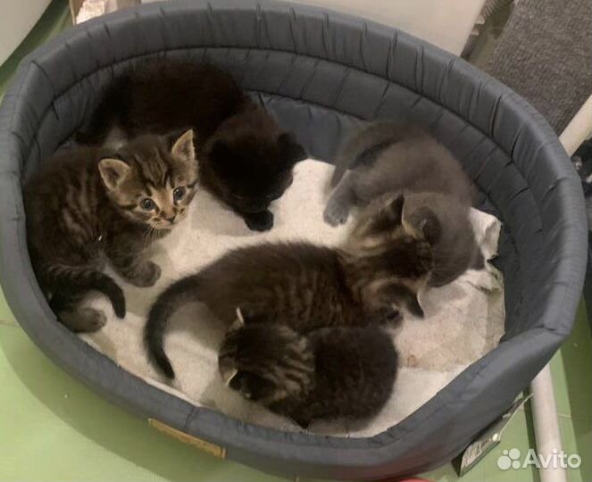 Котята в добрые руки