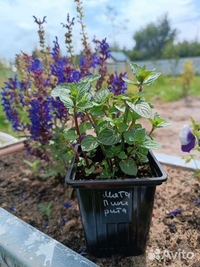 Мята сортовая 55 сортов