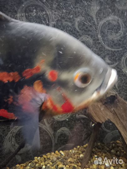 Рыба астронотус тигровый, находится в Белом яре