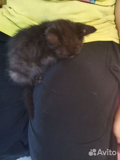 Кошка бесплатно