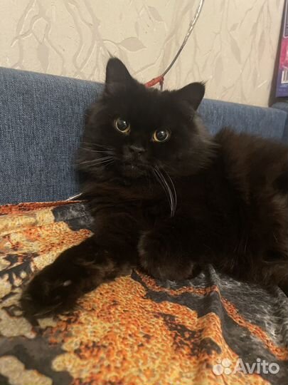 Кошки в добрые руки