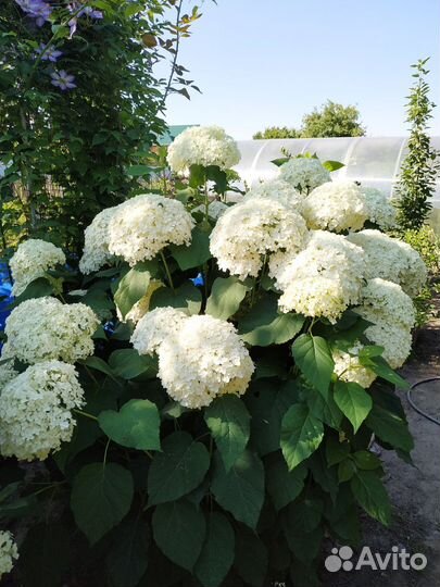 Гортензия древовидная Аннабель