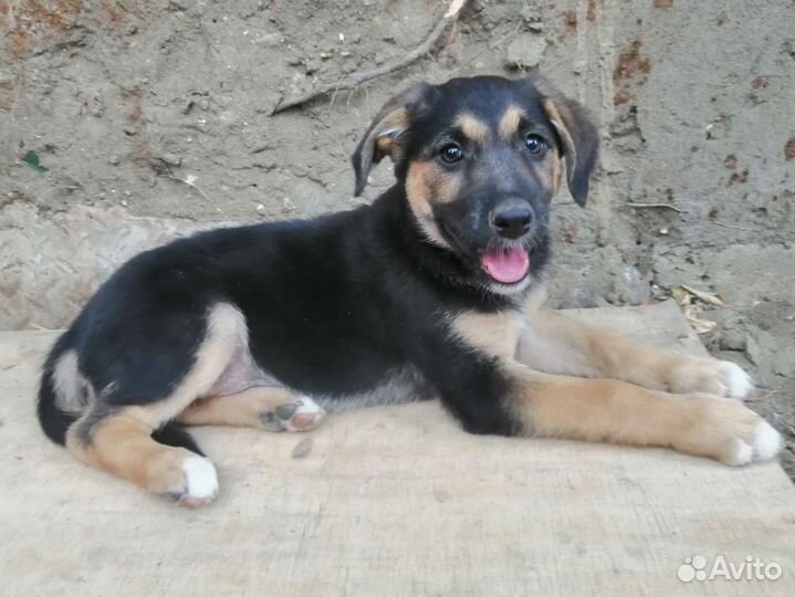 Щенок в добрые руки бесплатно