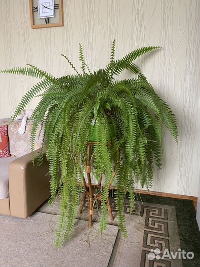 Папоротник комнатный