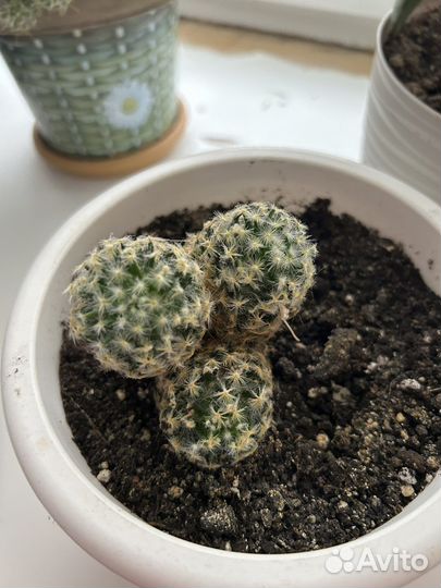 Кактус цветущий