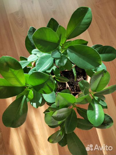 Фикус микрокарпа