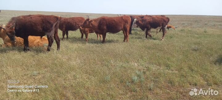 Быки коровы бычки телята