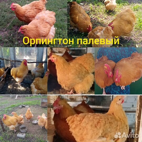 Куры орпингтон, павловские