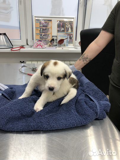 Прелестные маленькие щенки