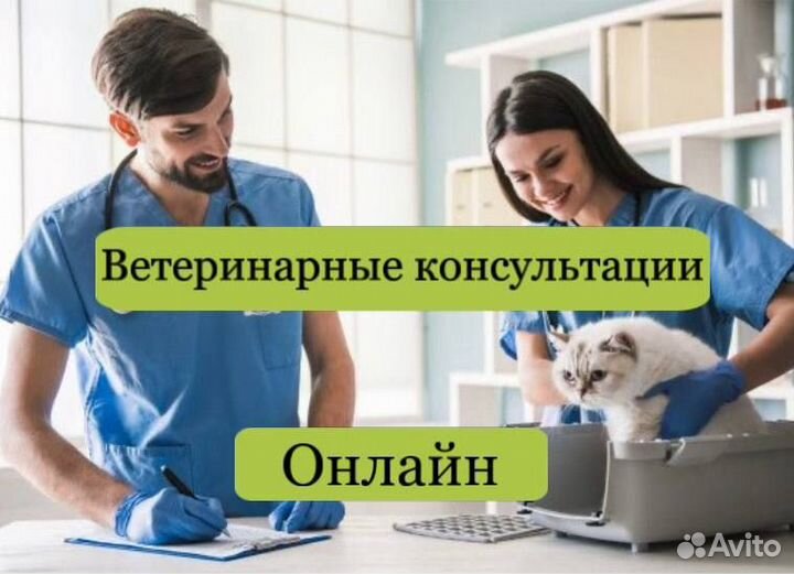 Ветеринарная консультация онлайн