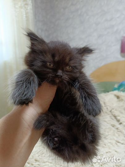 Британские котята