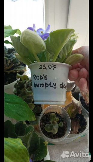 Фиалки сортовые