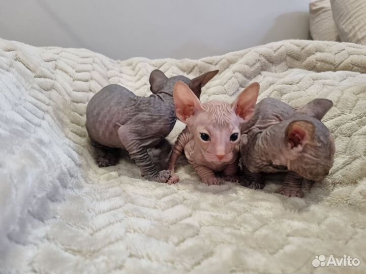 Донской сфинкс котята