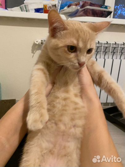 Кошка 4 месяца