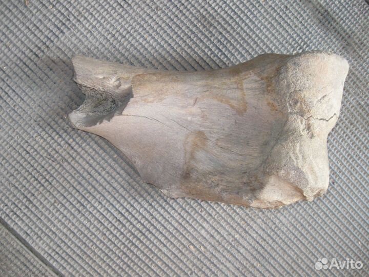 Продается кость мамонта