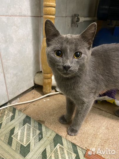 Котик в добрые руки