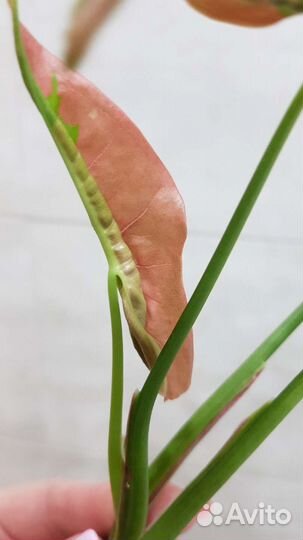 Сингониумы lava marble