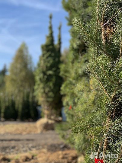 Сосна обыкновенная 280 см