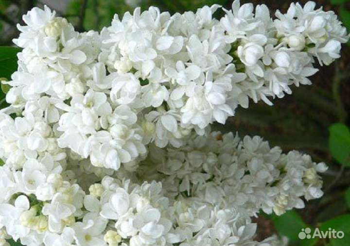 Сирень белая махровая и фиолетовая