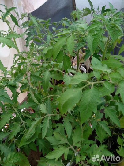 Продам рассаду. Помидоры, перцы, баклажаны