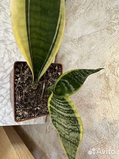 Сансевиерия трехполосная